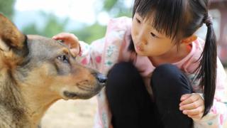 A Girl Touching A Dog.