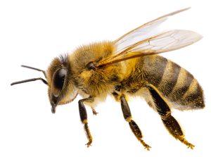 Close-up image of a honey bee isolated on a white background, showing detailed wings, legs, and body hairs.
