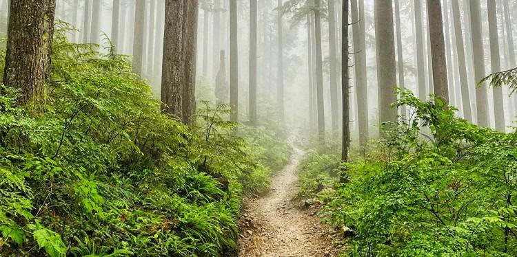 Rugged dirt path through the forest filled with fog