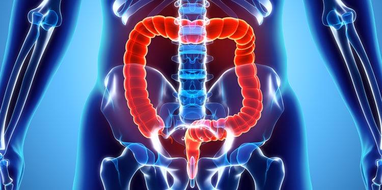 illustration of colon, colon cancer screening, prevent diseases before they happen, cancer prevention strategies, fecal occult blood testing, blood in the stool, dr rachel silva, primary care, early cancer screenings