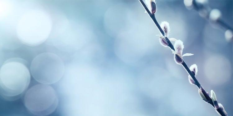 willow branch with buds